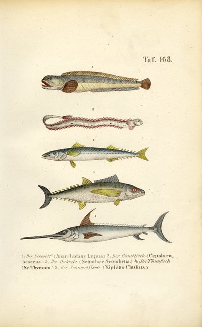 Poissons marins des eaux européennes - J. W. Tenhaeff