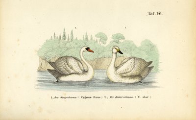 Cygne tuberculé et cygne chanteur - J. W. Tenhaeff
