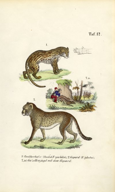 Ocelot, guépard et chasse au guépard - J. W. Tenhaeff