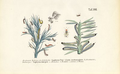 Larves de tenthrèdes du pin et leur développement - J. W. Tenhaeff