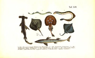 Poissons et raies primitifs - J. W. Tenhaeff