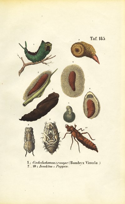 Chenille de la teigne et chrysalide de l