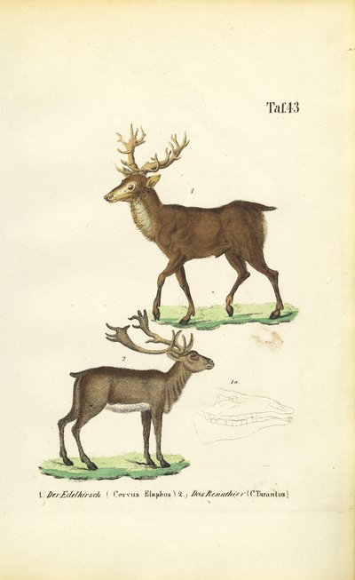 Cerfs et rennes - J. W. Tenhaeff