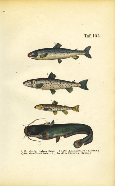 Saumon, truite et poisson-chat - J. W. Tenhaeff