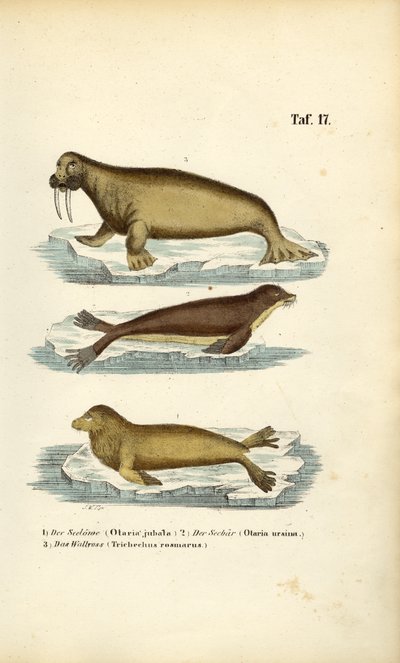 Lion de mer, otarie à fourrure et morse - J. W. Tenhaeff