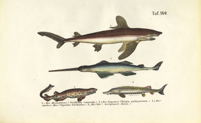 Requins et poissons de type esturgeon - J. W. Tenhaeff