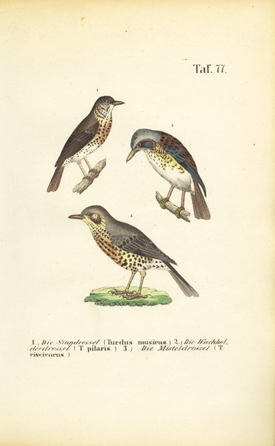Trois espèces de grives - J. W. Tenhaeff