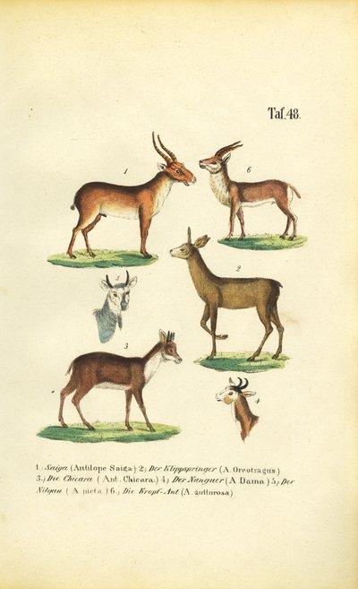 Diverses espèces d
