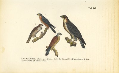 Diverses espèces de faucons - J. W. Tenhaeff