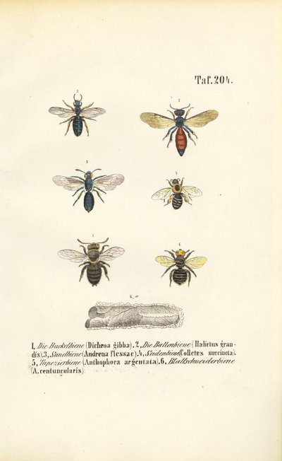 Diverses espèces d