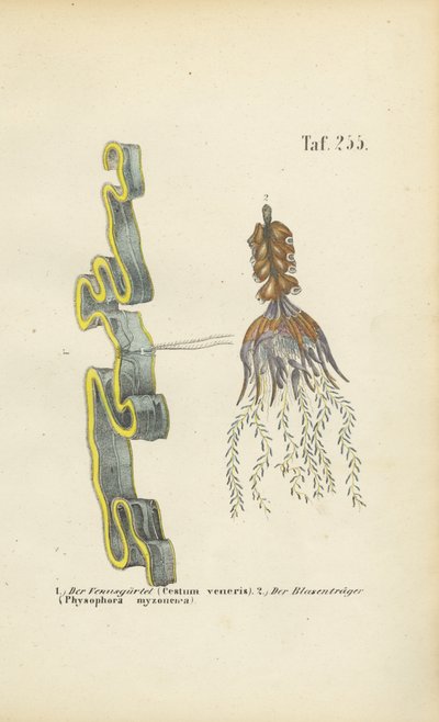 Gaine de Vénus et utriculaire - J. W. Tenhaeff