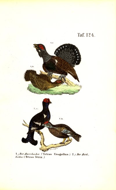 Grand tétras occidental et tétras lyre - J. W. Tenhaeff