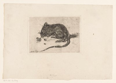 Souris - Jac van Looij