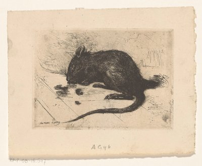Souris - Jac van Looij