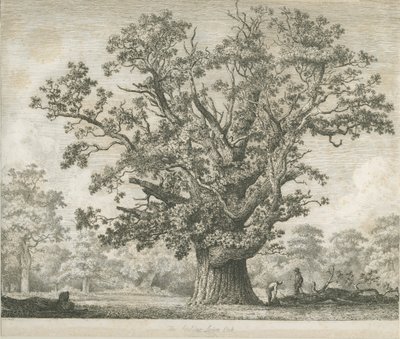 Needwood - Chêne de Swilcar - Jacob George Strutt