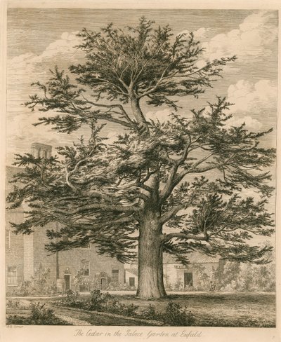 Le cèdre dans le jardin du palais à Enfield, Middlesex - Jacob George Strutt