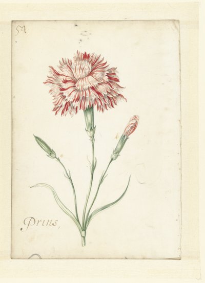 Œillet - Jacob Marrel (possibly)