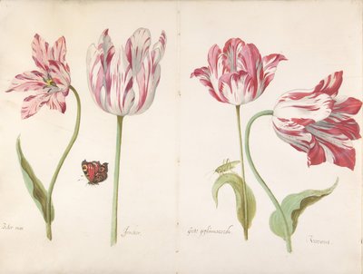 Quatre Tulipes: Boter man Butter Man, Joncker Nobleman, Grote geplumaceerde..., ca. 1635-45 - Jacob Marrel