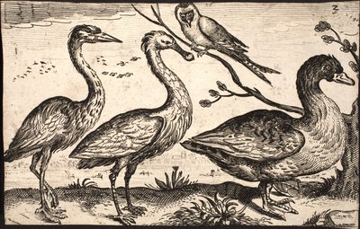 Héron, spatule, oiseau et oie - Jacob Matham