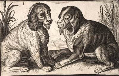 Deux chiens au bord d
