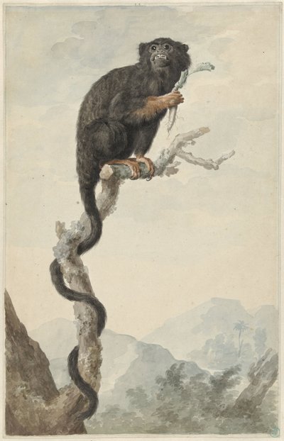 Un Tamarin à mains rouges - Jacob Perkois