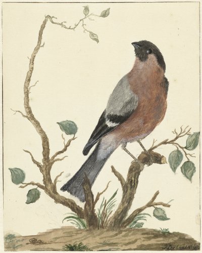 Bouvreuil - Jacob Perkois