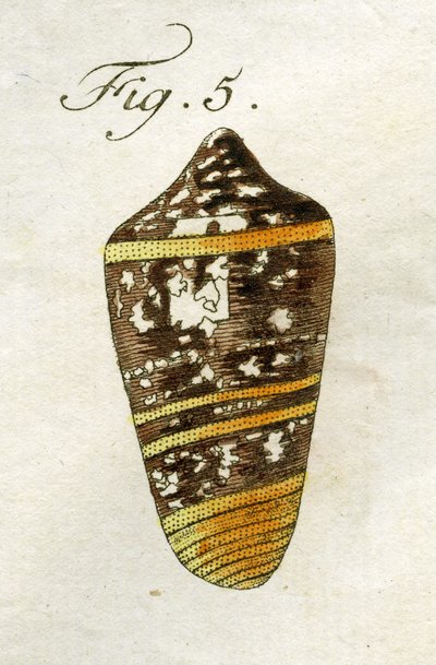 Illustration de Conus Ammiralis (sous-espèce Summus), 1790 - Jacob Xavier Schmuzer