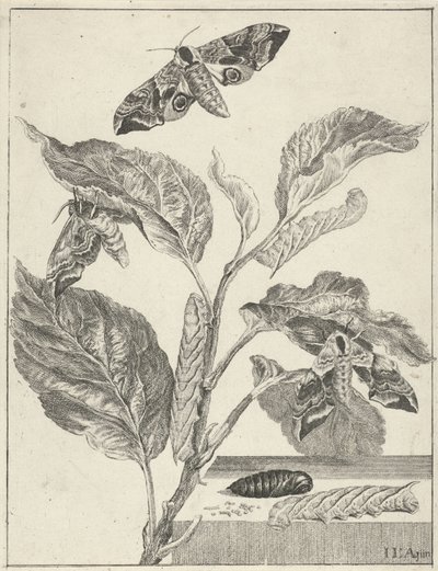 Feuilles avec chenilles et papillons - Jacob l