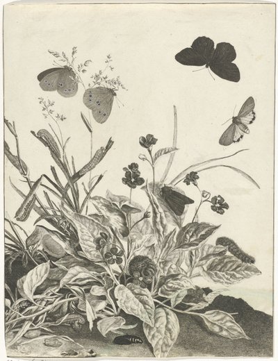 Plantes avec papillons et chenilles - Jacob l
