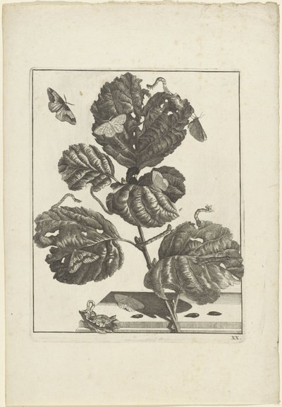 Différentes chenilles et papillons sur une plante - Jacob l