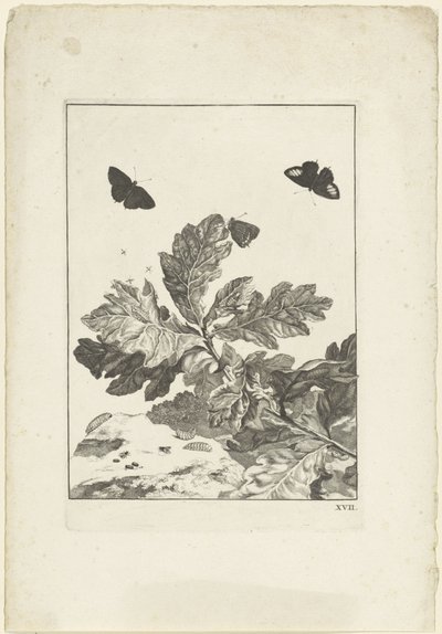 Papillons volants et autres insectes au-dessus d