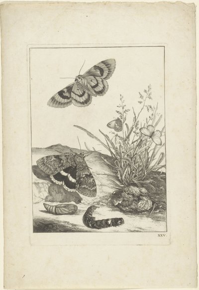 Papillons, chenille et cocon - Jacob l