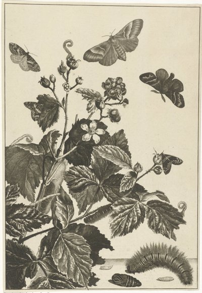 Églantier avec chenilles et papillons - Jacob l