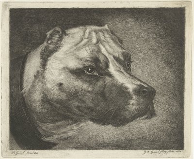 Tête de chien avec collier - Jacobus Cornelis Gaal