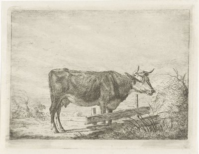 Vache, debout près d