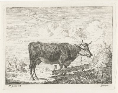 Vache, debout près d