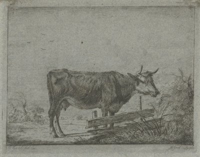 Vache debout près d