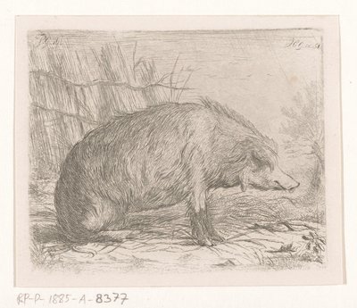 Sanglier assis - Jacobus Cornelis Gaal