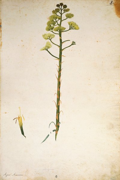 Fleur d