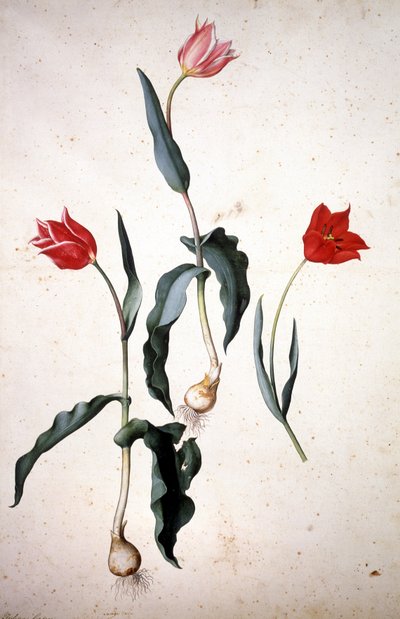 Herbier : Tulipa Gesneriana - Jacopo Ligozzi