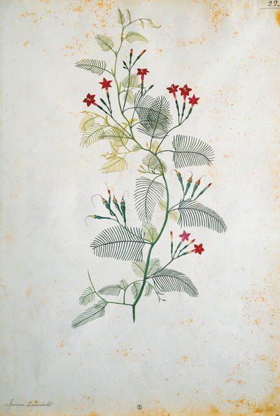 Italie, Quamoclit pennata (liane de cyprès), plante mexicaine, par Jacopo Ligozzi (1547-1627) - Jacopo Ligozzi
