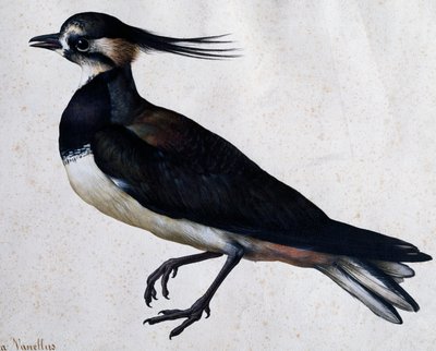 Vanneau huppé (Tringa vanellus) par Jacopo Ligozzi (1547-1627) - Jacopo Ligozzi
