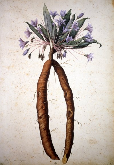 Image inconnue - Jacopo Ligozzi