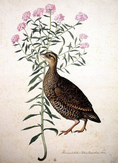 Image inconnue - Jacopo Ligozzi