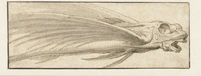 Poisson volant - Jacopo Ligozzi