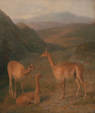 Vigognes - Jacques-Laurent Agasse