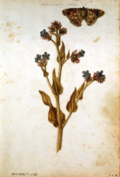 Anchusa officinalis avec papillon Belle-Dame, vers 1568 - Jacques  Le Moyne