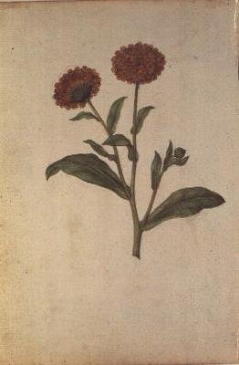 Calendula officinalis - Jacques  Le Moyne