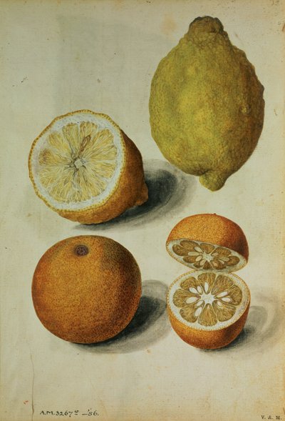 Citrons : Citrus limonum et Citrus aurantium, vers 1568 (aquarelle sur papier) - Jacques (1533 88) Le Moyne