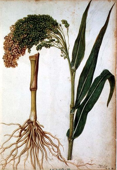 Setaria italica, c.1568 - Jacques  Le Moyne